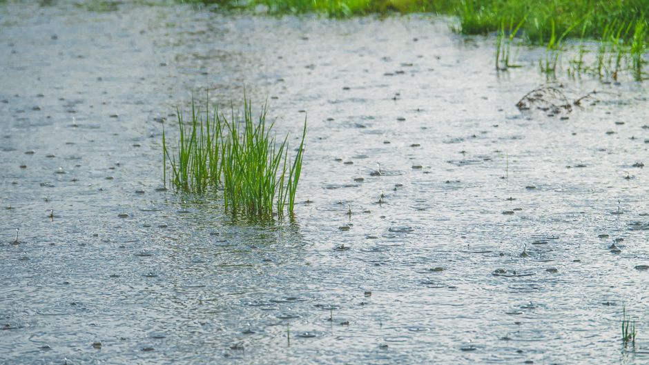 雨に濡れた野原には鮮やかな緑の草が生い茂り、自然の回復力を示しています。